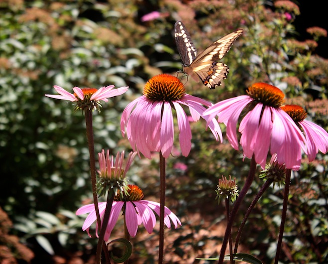 MN Cabin Butterfly